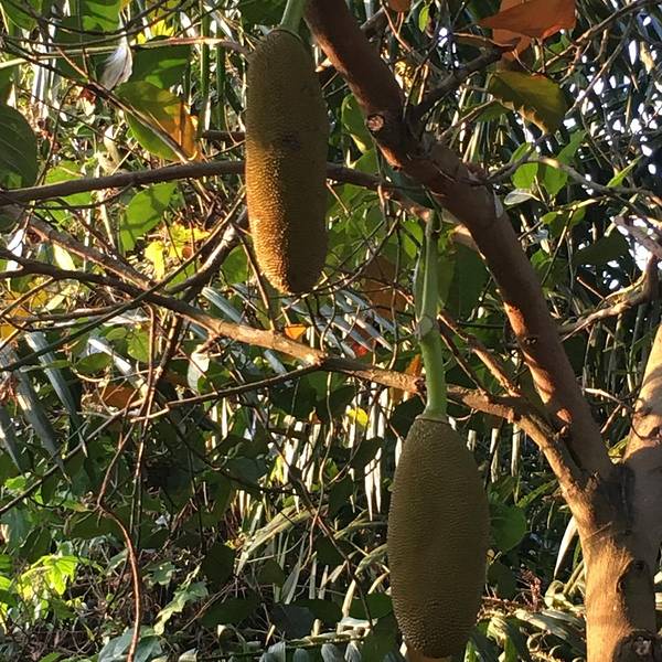 2018呀诺达雨林文化旅游区门票,保亭呀诺达雨