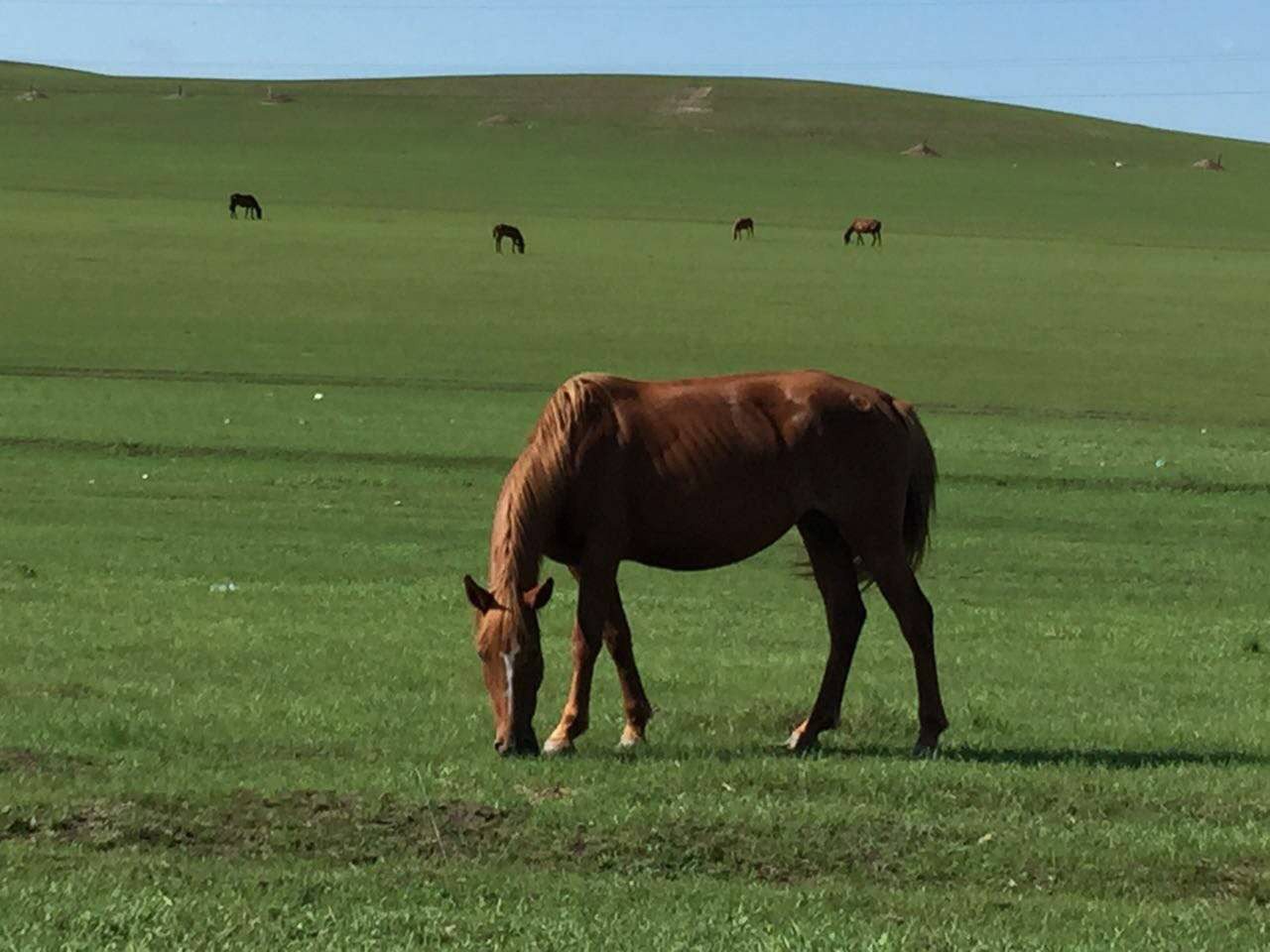 情系呼伦贝尔大草原,梦幻八月