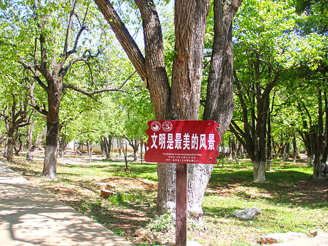 茈碧湖世外梨园旅游景点图片