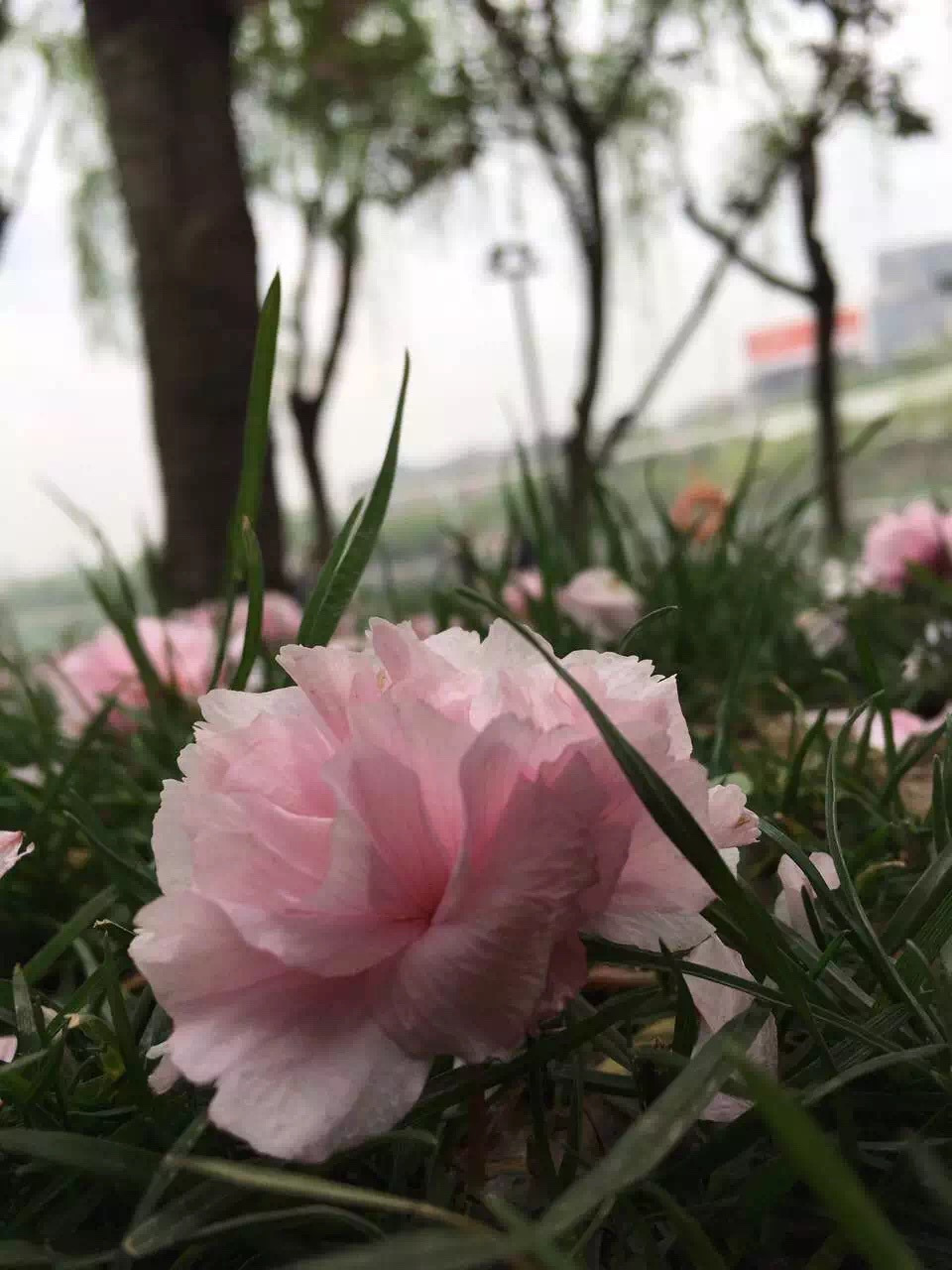 2019曲江池遗址公园游玩攻略,公园是张锦秋大