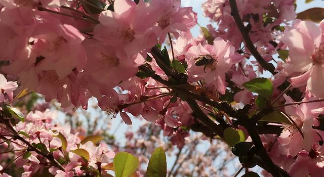 云南特别行动小组