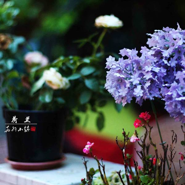 2019荷兰花卉小镇门票,深圳荷兰花卉小镇游玩