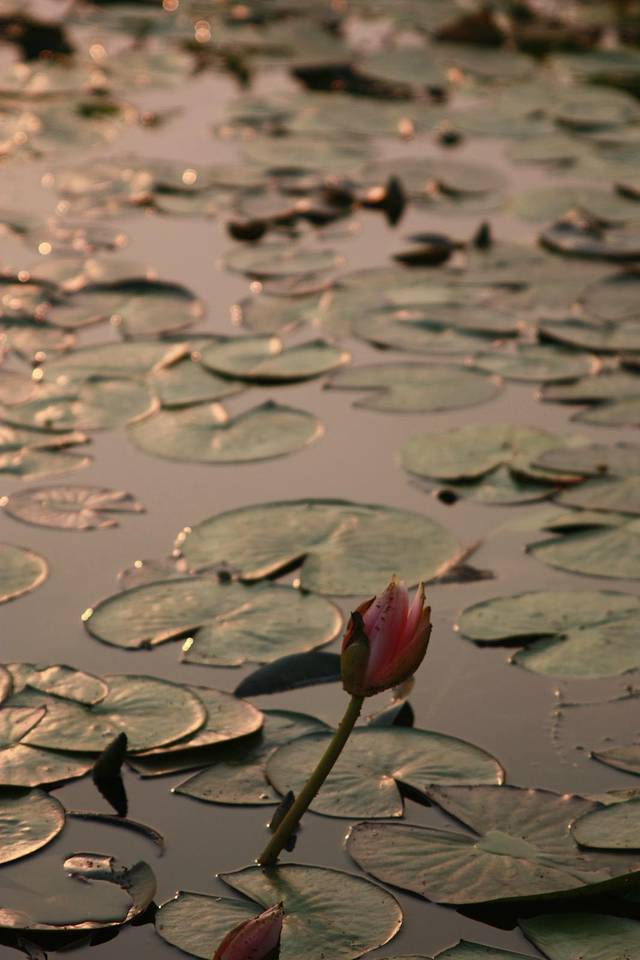 衡水湖旅游景区