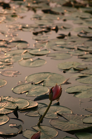 2017另外芦苇花也不错,作为装饰品放在家里_