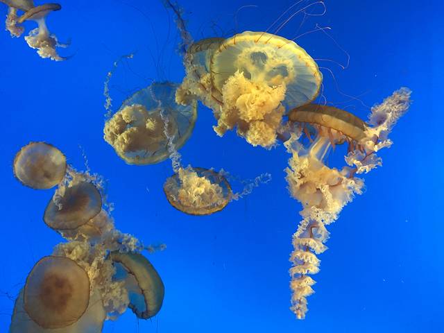 太平洋海底世界