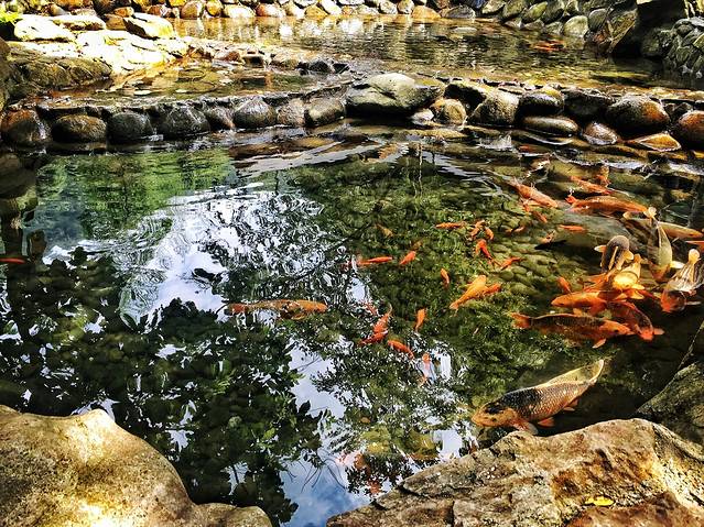 千岛湖森林氧吧