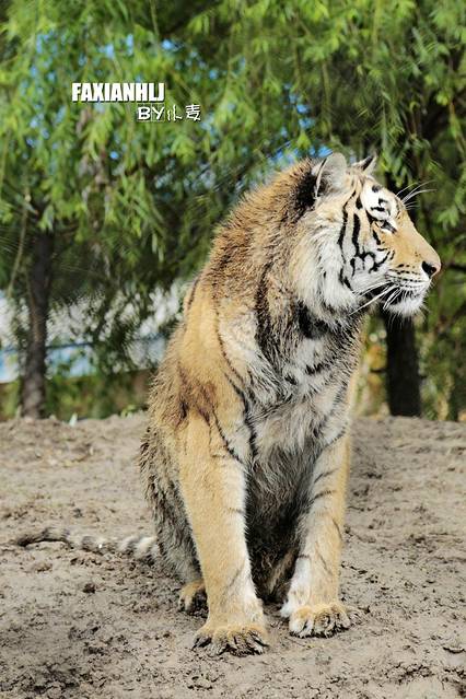 探访东北虎林园装可爱的大猫你的雄者之风呢