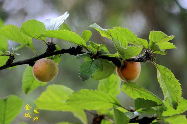 兰州大学(天水南路校区)