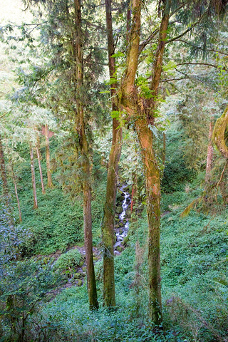 "沿路风景都很原生态，没有太多人迹的感觉，很多路面都长满青苔，快要把路面掩没了。好喜欢_塔山步道"的评论图片