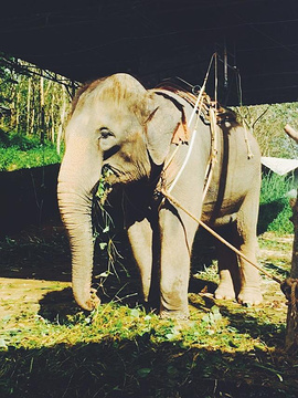 卡塔海景骑大象旅游景点攻略图