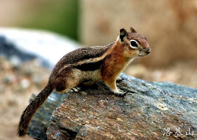 洛矶山国家公园