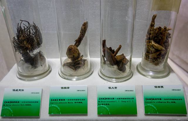 广东中医药博物馆