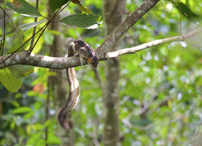 马来西亚山打根