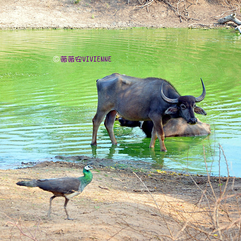 地,也确实有人愿意体验晚上与野生动物共睡一地,我怂我胆儿小雅拉国家