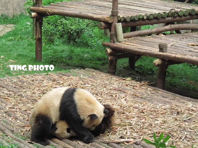 【成都、重庆】生活不止眼前的苟且,还有吃不