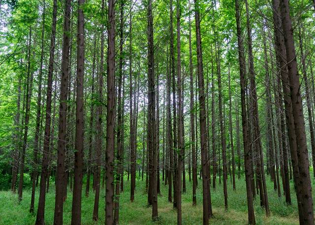 日照海滨国家森林公园