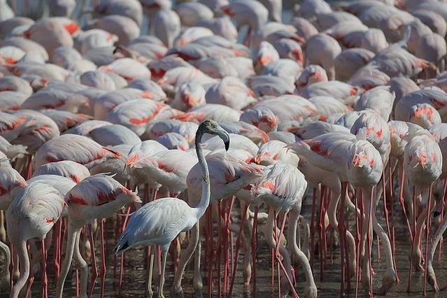 大囧的2017迪拜最新旅行攻略