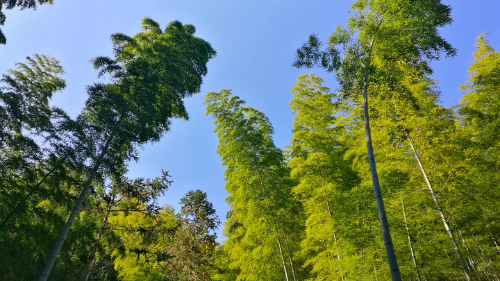 "穿过一条隧道就真的到了木坑竹海大门。然而下山的路更加曲折，更加漫长了。走过堆青停才算是正在到了顶点_木坑竹海"的评论图片