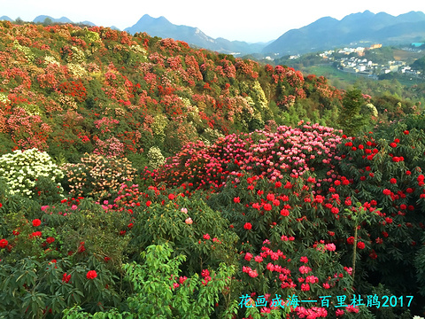 百里杜鹃风景区旅游景点图片