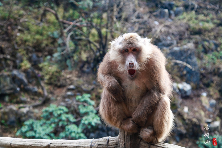 峨眉山猕猴