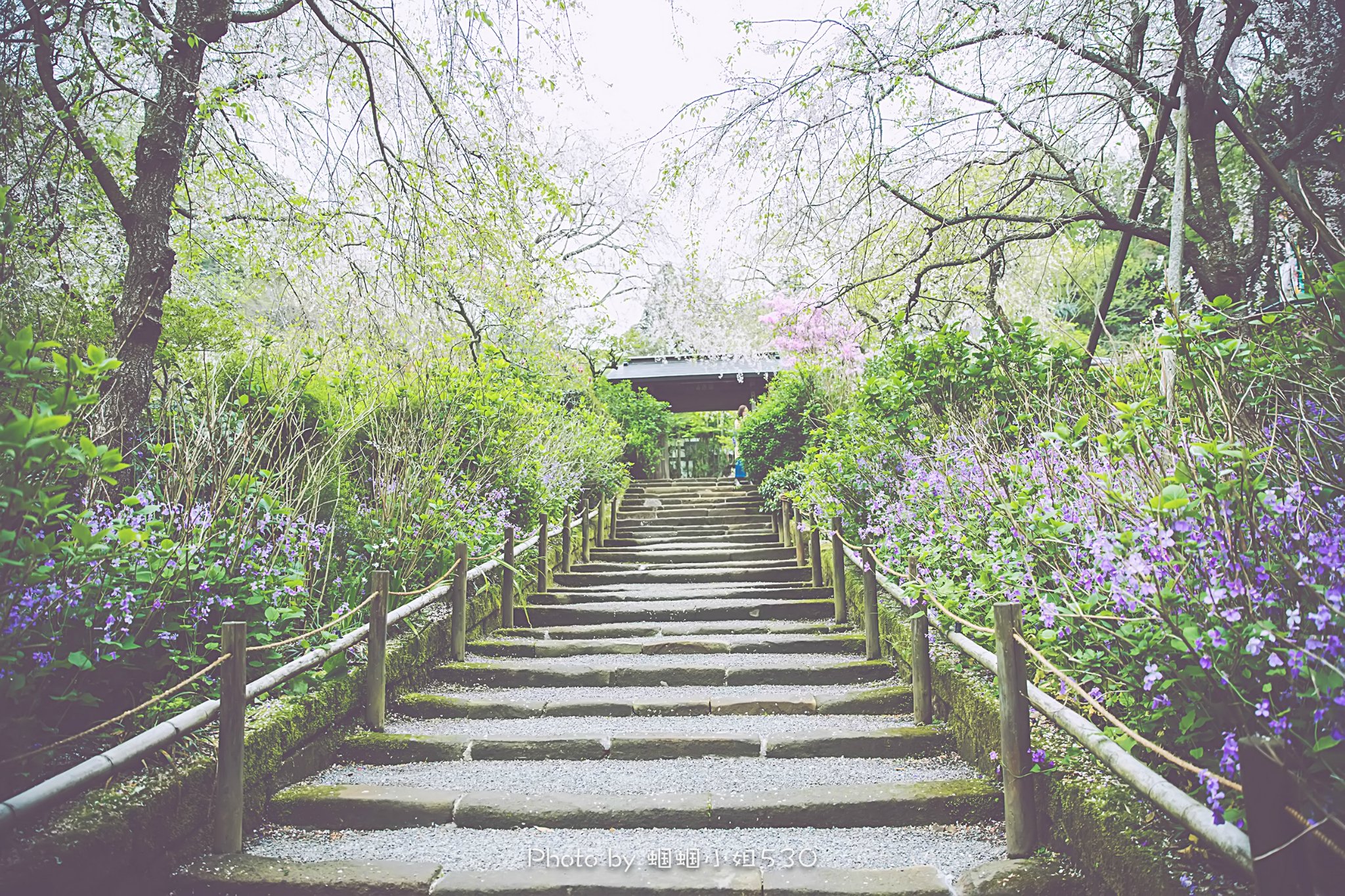 2021明月院游玩攻略,从北镰仓站到明月院，步行大...【去哪儿攻略】