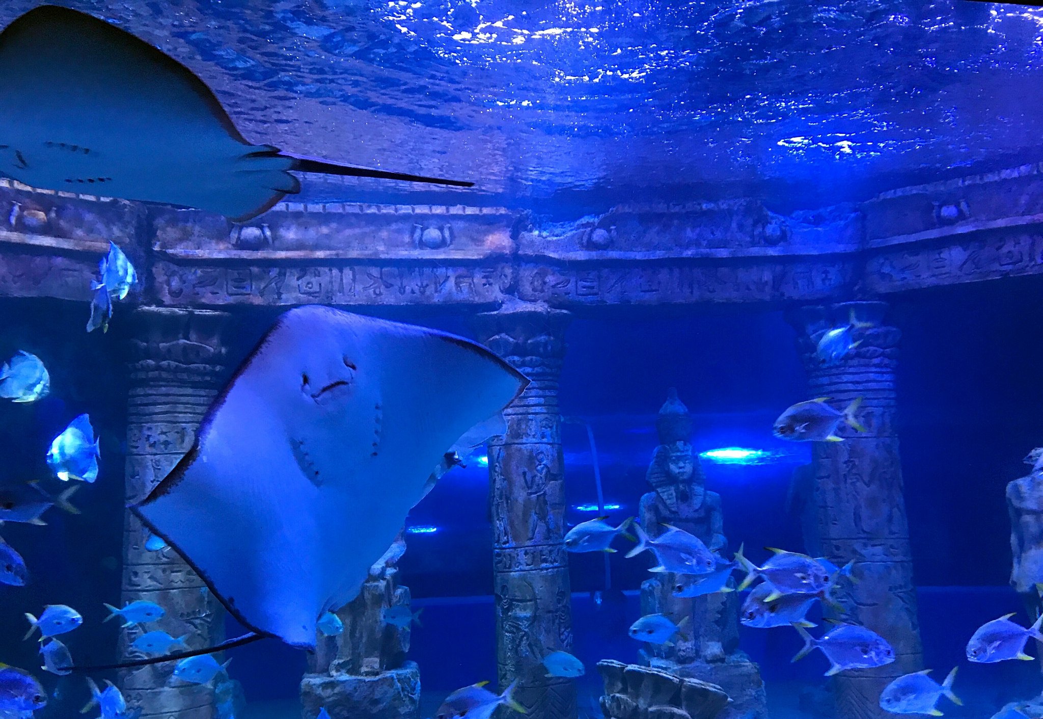 北海海底世界-魔鬼鱼