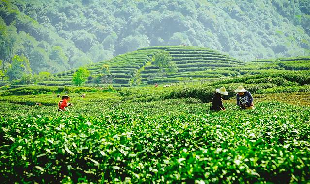 龙井山园茶文化村