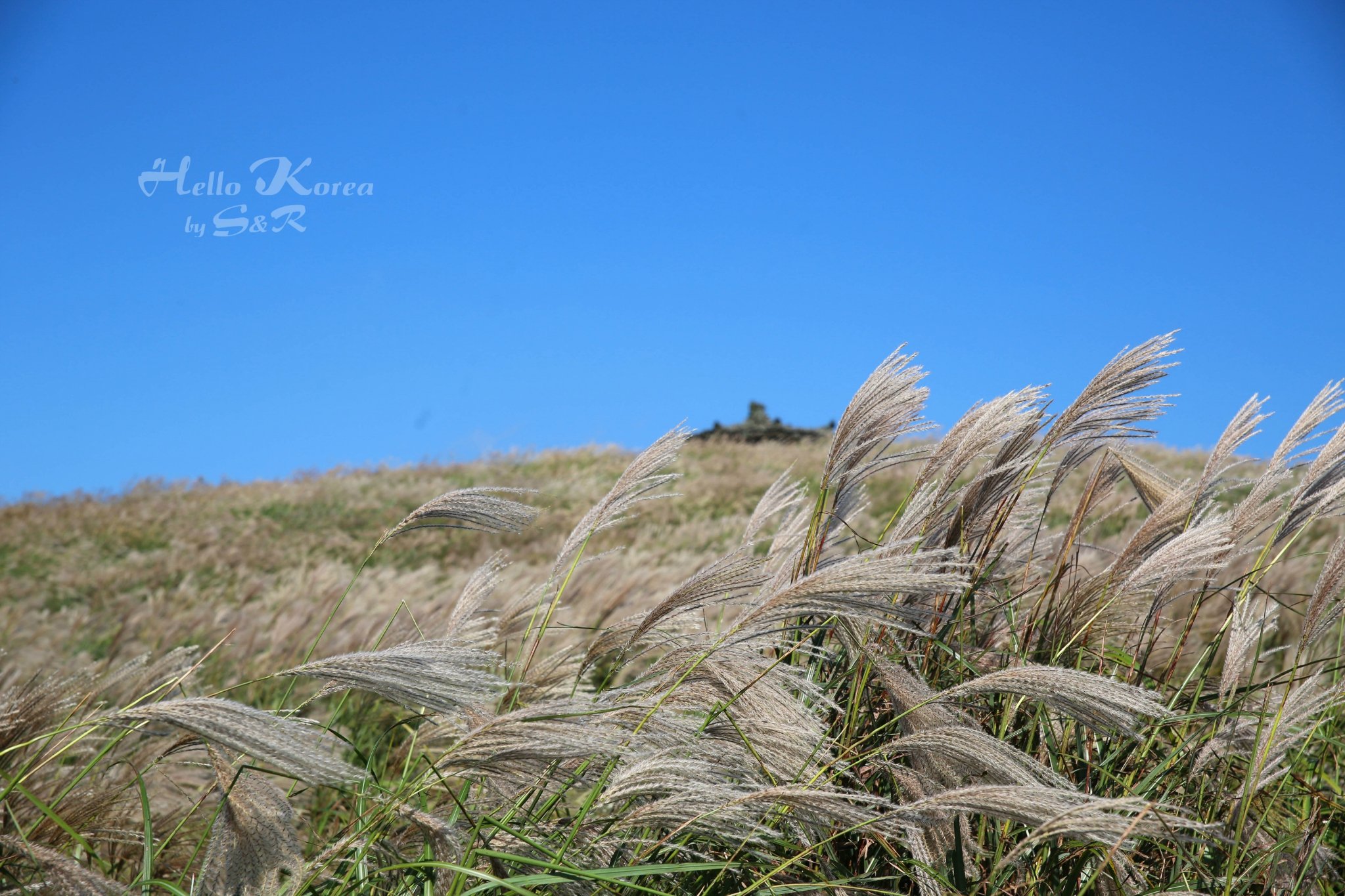 山君不离是个火山公园有大面积的芦苇很多偶像剧在此取景天是晴了但风