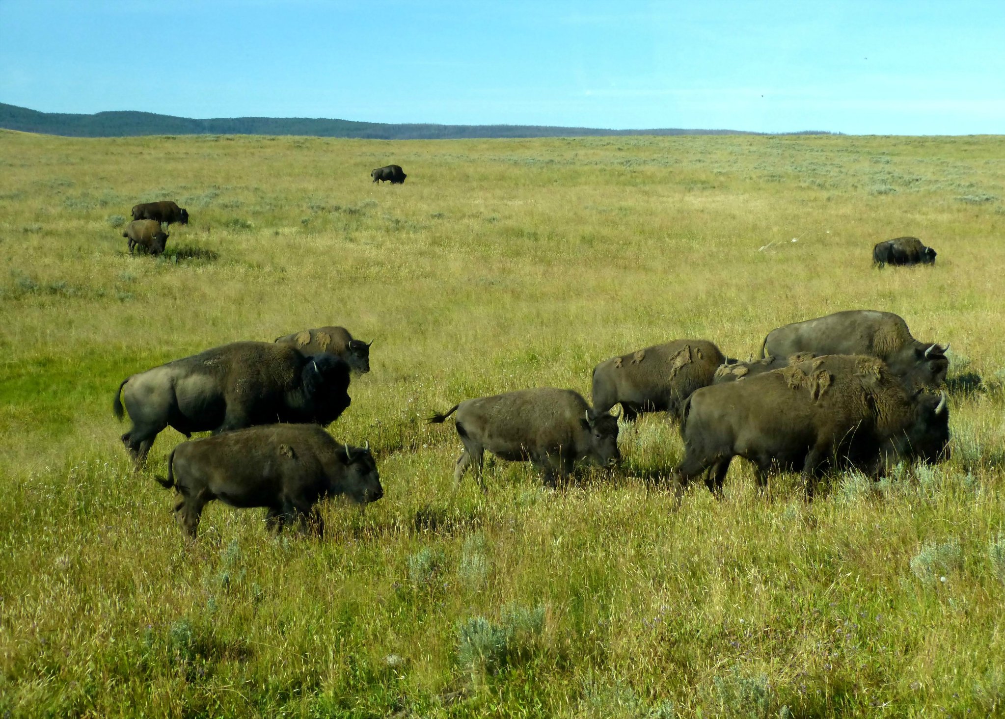 无数的野生动物,赋予黄石公园生生不息的活力.摄于美国黄石国家公园.