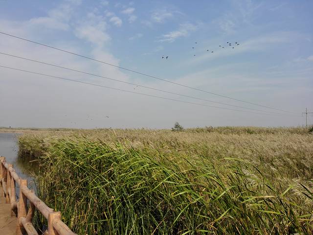 黄河口生态旅游区