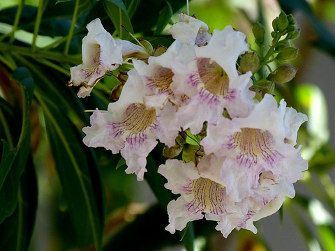 拉斯维加斯奥特莱斯北店旅游景点图片