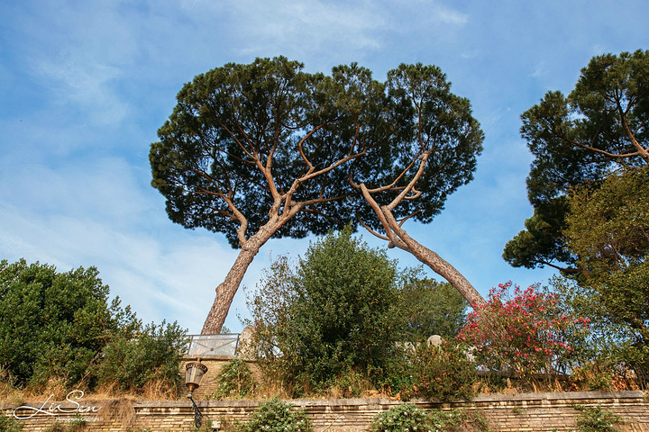 这些罗马城中别具一格的"大头松",生长在断壁残垣之间,绿意盎然与古老