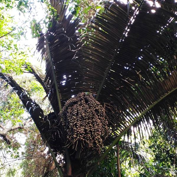 2018呀诺达雨林文化旅游区门票,保亭呀诺达雨
