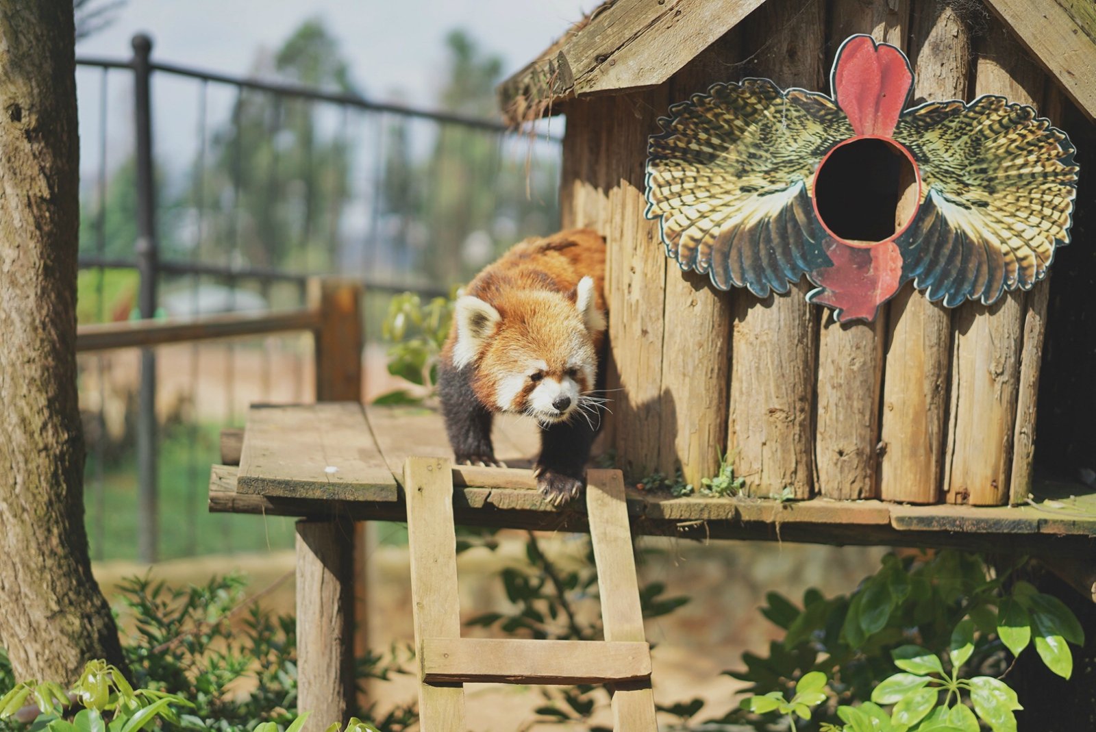 2022云南野生动物园游玩攻略,这里景色很美,长颈鹿真的特.