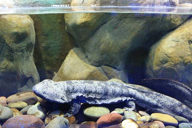 重庆欢乐海底世界