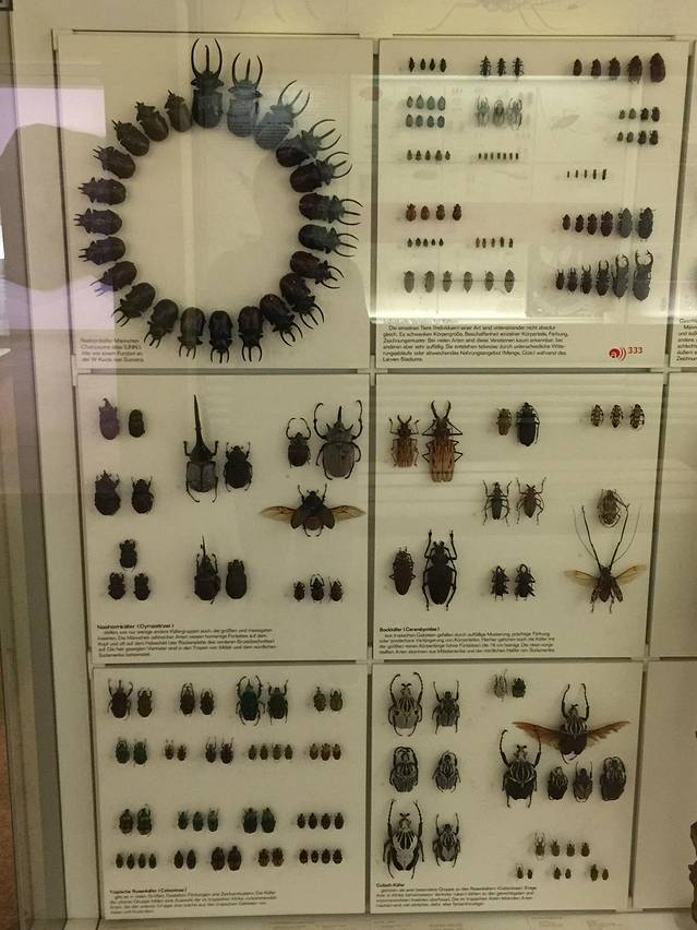 Senckenberg Natural History Museum (Naturmuseum Senckenberg)