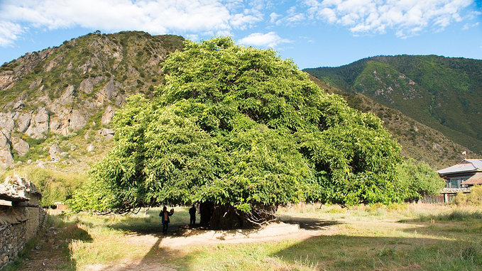 这是桑树王,但也许一路太多古树,对这棵需要十一人才能合抱的古树却没
