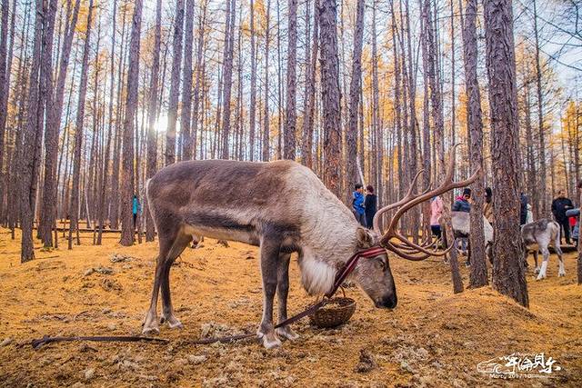 敖鲁古雅使鹿部落景区