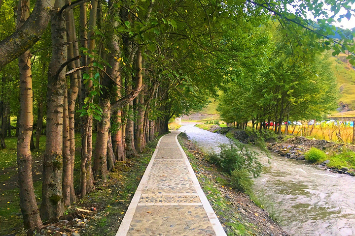 白杨树挺拔矗立,牛羊在安详地吃草,阳光从云缝