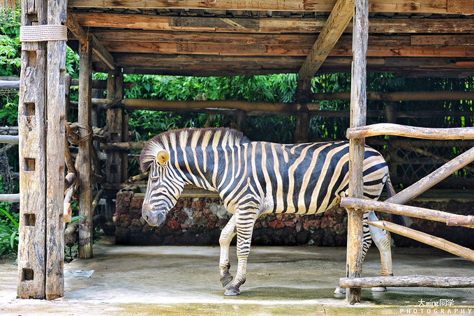 逃离寒冬,我与三亚有个约会(三亚三天两夜吃住