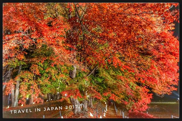 河口湖红叶回廊