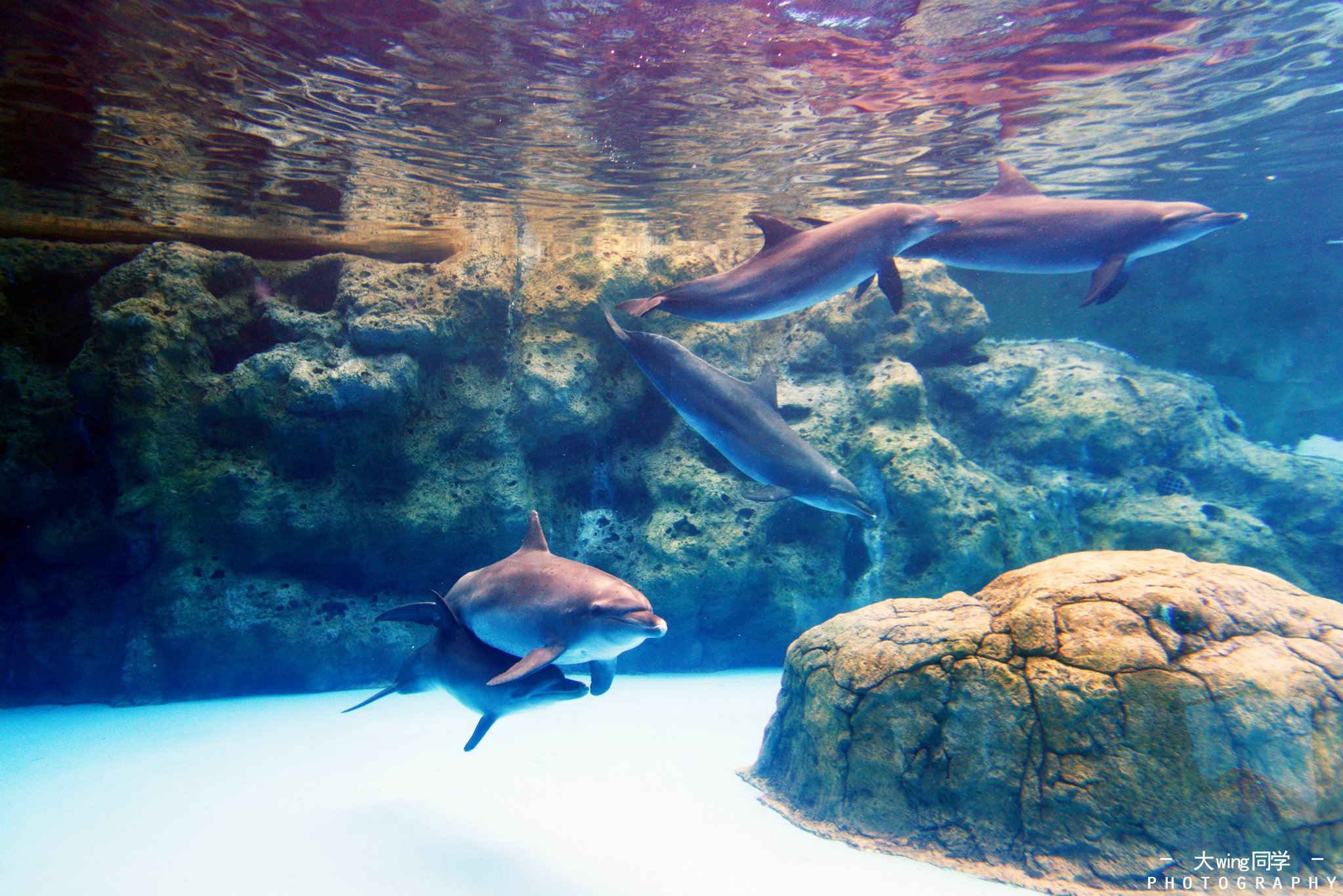 第一次感受到鲸鱼在我面前游过是如此的震撼,就如置身于海底世界之中