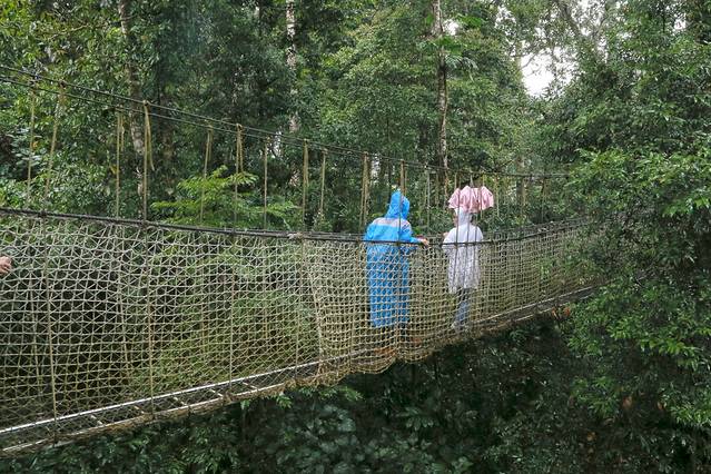 望天树树冠走廊