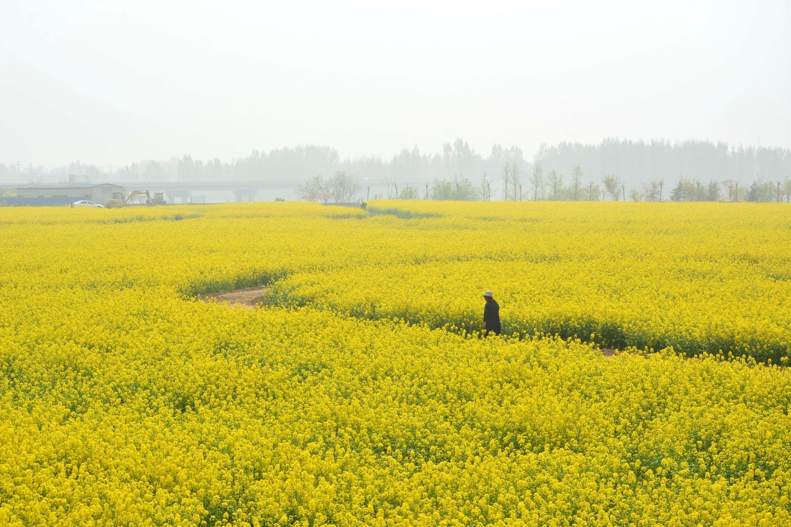 3,如果清明节前后去,会有很大一片油菜花,适合拍照,带上丝巾披肩之类