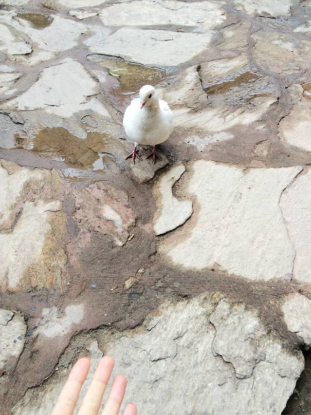 中国羌族博物馆