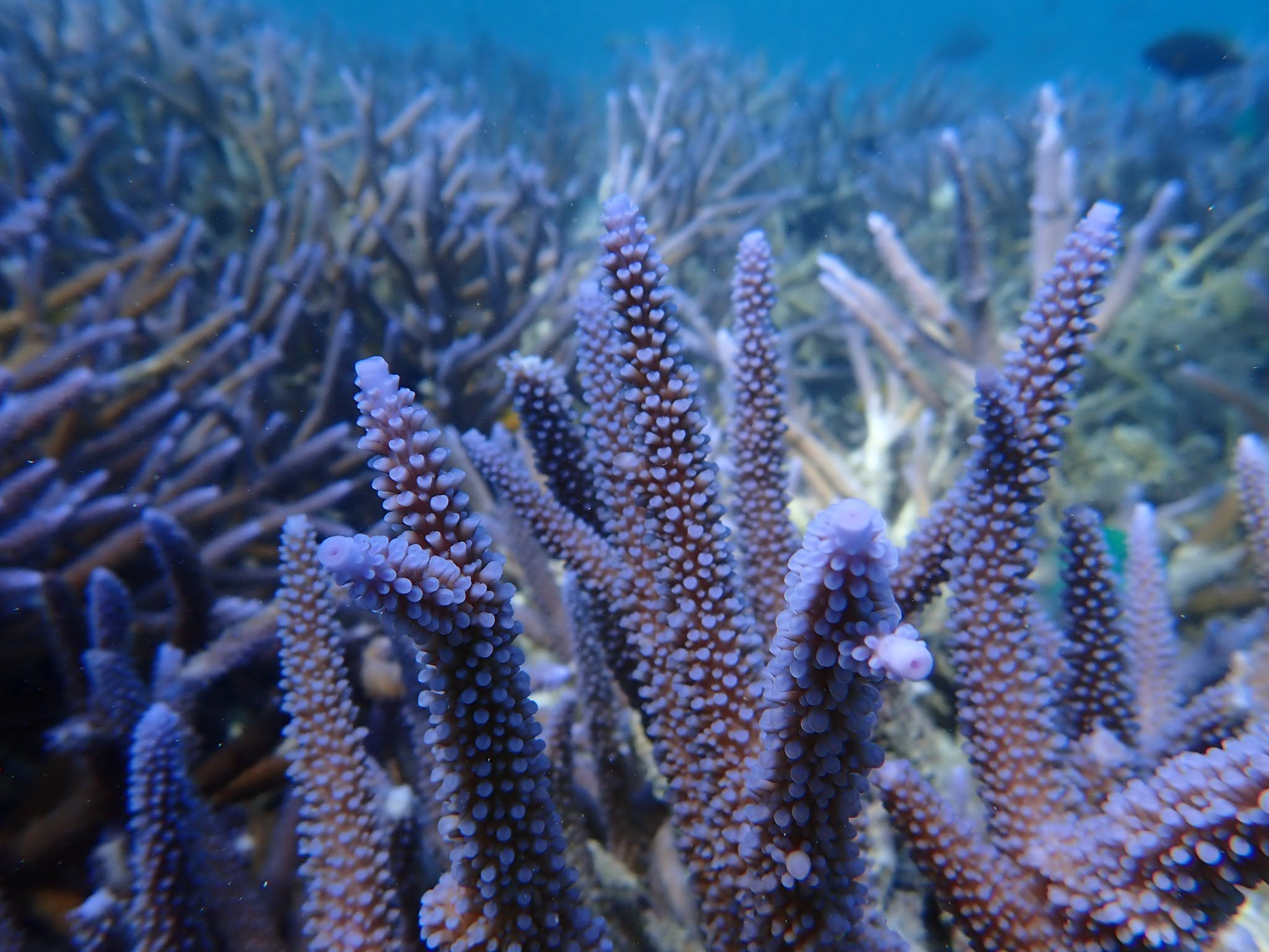 下午的第一个浮潜景点蓝色珊瑚礁