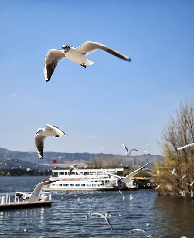呈贡滇池生态湿地公园