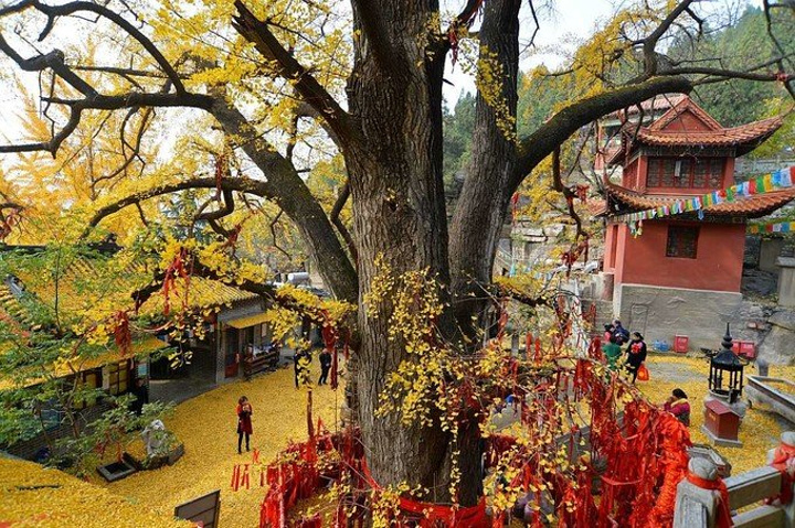 丛柏庵千年银杏树