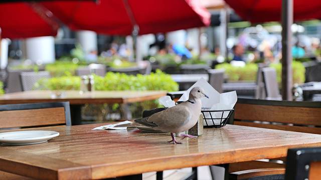 Texas Roadhouse（迪拜购物中心店）