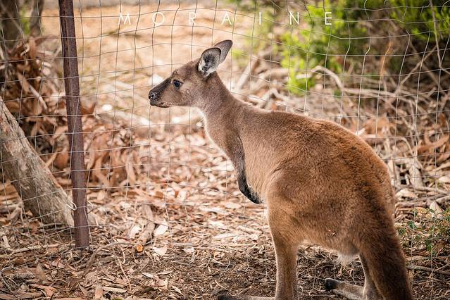 弗林德斯蔡斯国家公园